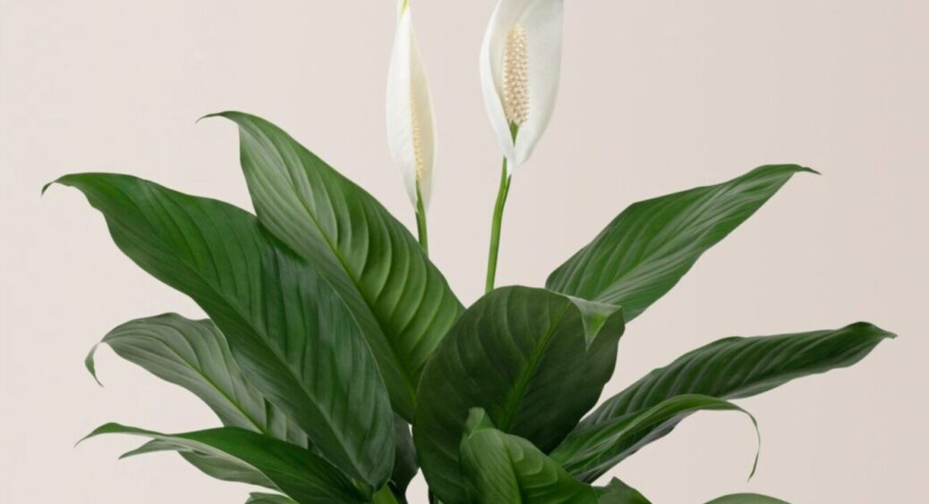 Це найпотужніше підживлення для “жіночого щастя”: шикарний результат видно майже одразу 