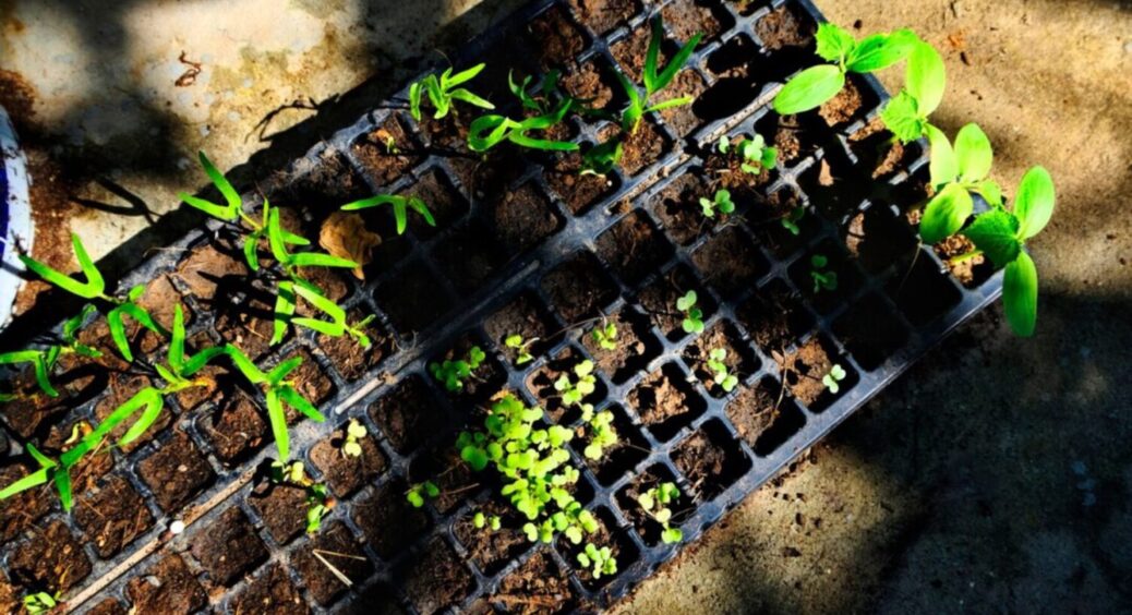 2 продукти і результат на “око”: чим підживити розсаду, щоб росла швидко – візьміть мед та яйця 