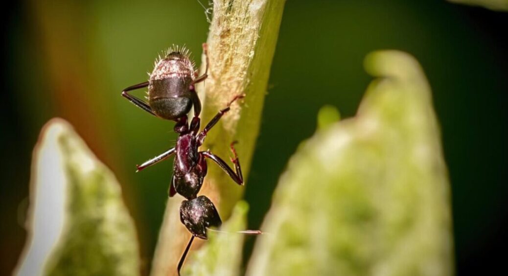 Мурахи не наблизяться до півоній: просто поєднайте борошно із цим аптечним засобом 