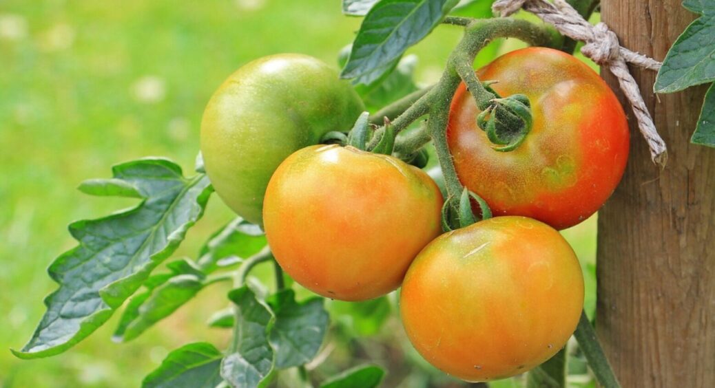 1 рецепт і 5 хвилин вашого часу! Коли і чим краще підживлювати помідори, щоб вродило сильно 
