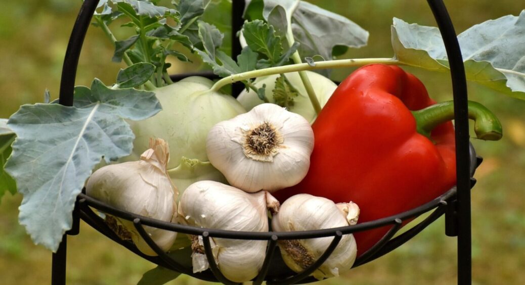 Що насипати в лунку при посіві часнику: виросте з куряче яйце і врожай збільшиться на 70% 