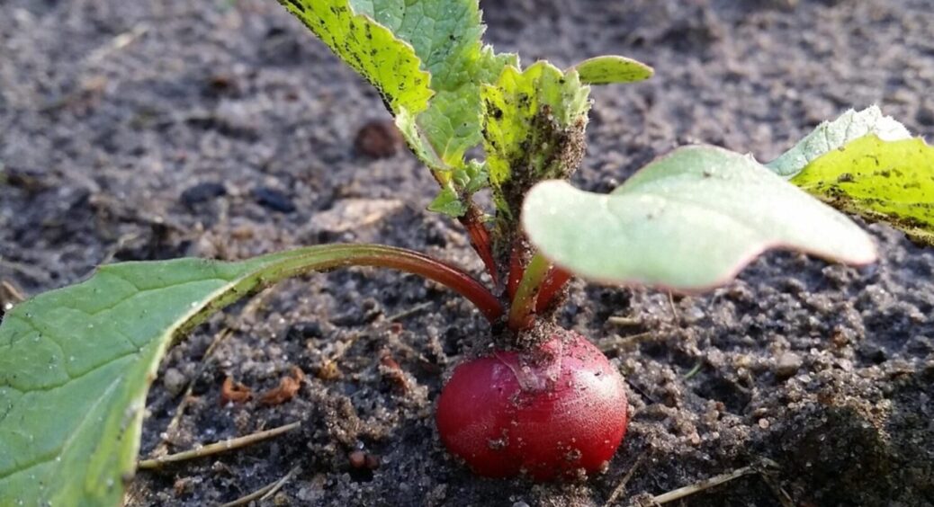 Редиска виросте з куряче яйце: ці 5 сортів є чемпіонами по Україні в 2025 – не бояться нічого 