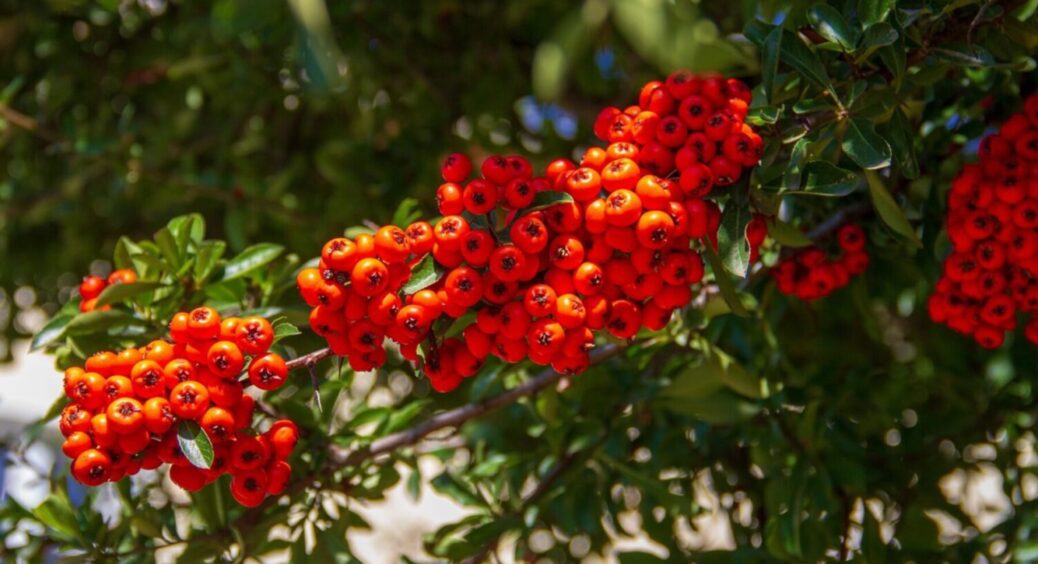 Фінанси, спокій, мир та везіння 100% будуть: посадіть горобину прямо біля будинку 