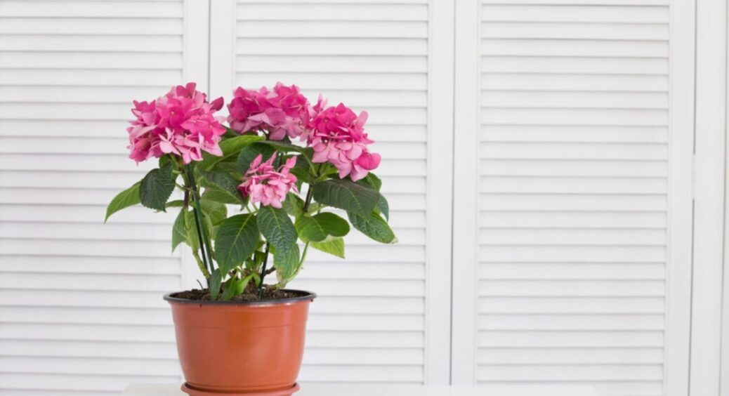 Ставити чи не ставити кімнатні рослини на вулицю влітку? 3 причини назавжди забути про цю ідею 