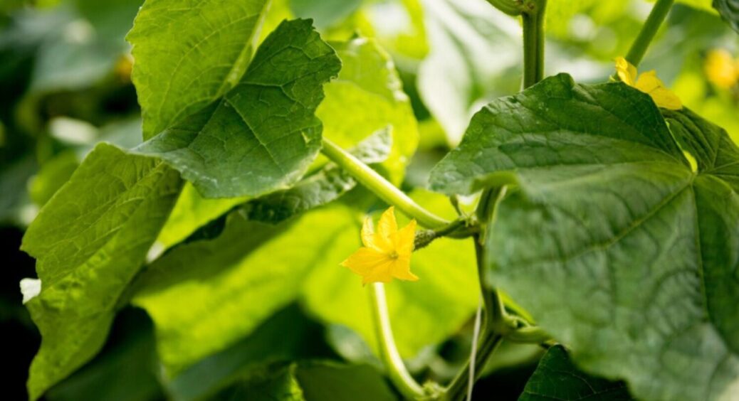 ТОП-3 причини вам на замітку: не розпушуйте ґрунт навколо огірків – до добра не доведе 