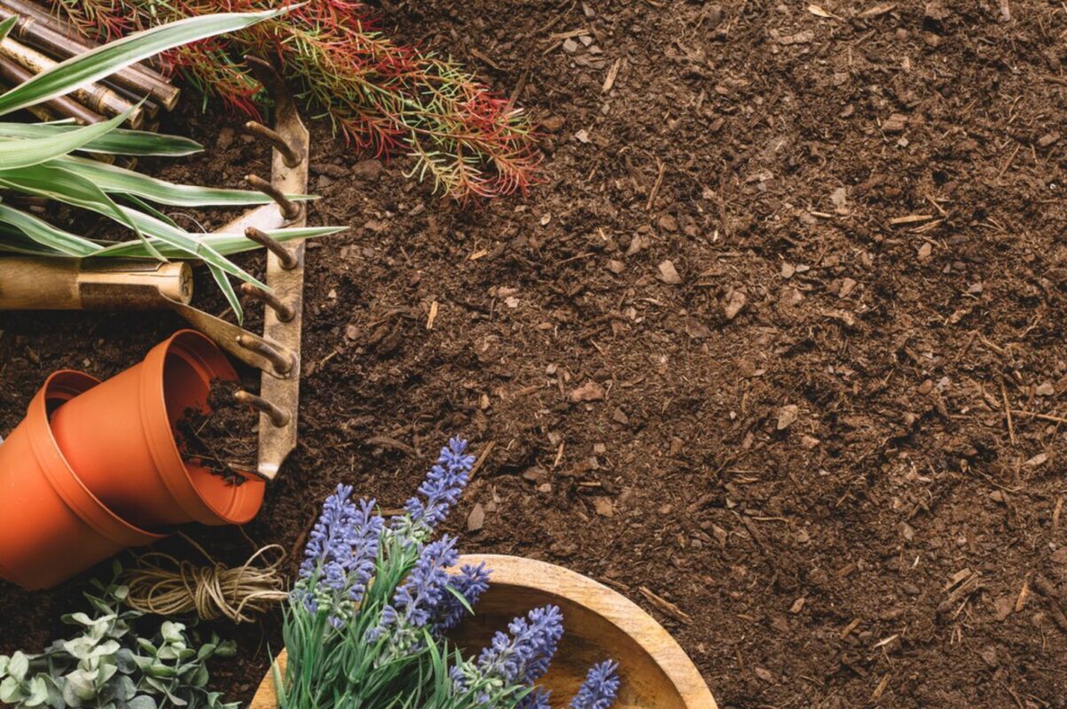 Городники розповіли, які рослини не можна підгодовувати деревним попелом