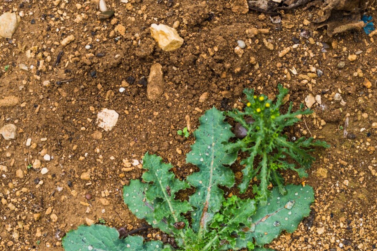 Городники розповіли, як використати дитячу присипку на городі