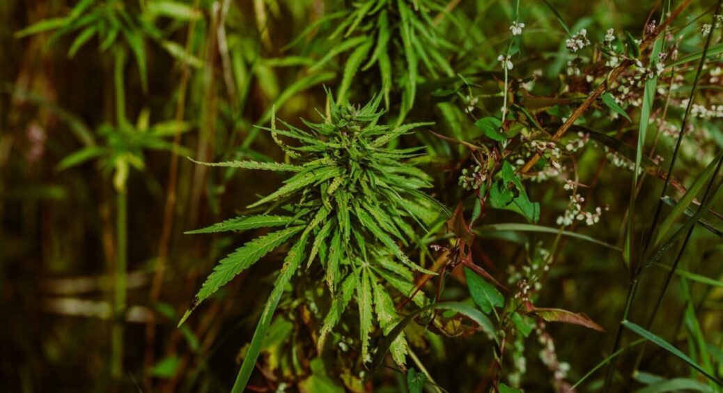 Сіль, оцет – і готово! 1 трюк, який знищить весь бурʼян на ділянці – дайте рослинам друге життя 