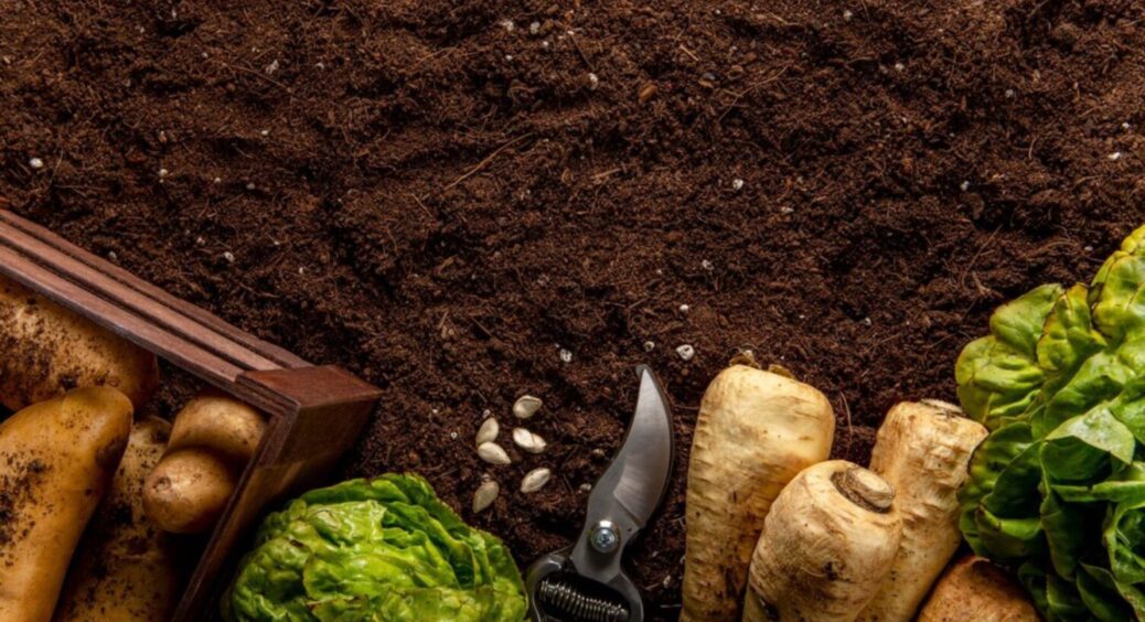 Березове листя не викидайте! Яка його користь на городі – рослини вам “подякують” 