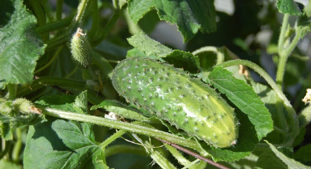 Безліч огірків навіть на маленькій грядці: цей невибагливий сорт огірка дасть шикарний урожай 