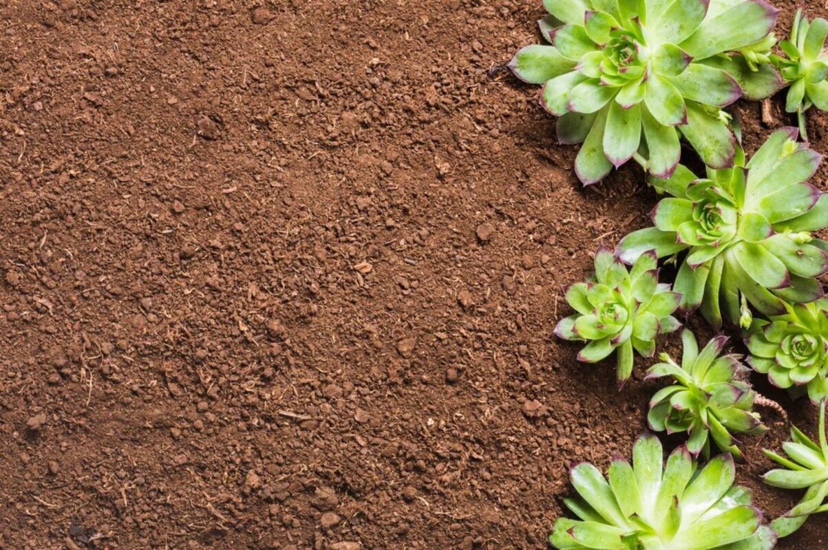 Садівники розповіли, як за допомогою лушпиння цибулі позбутись капустянки