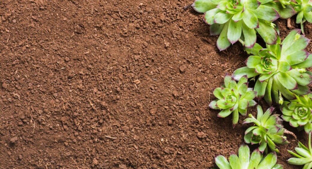 Попелиці немає, колорада теж, а капустянка є! 1 дія, через яку ці шкідники зникнуть назавжди 