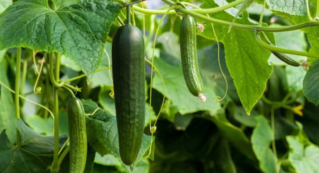 Забудьте про врожай: які культури не можна вирощувати після огірків – ця 1 дія зіпсує все 