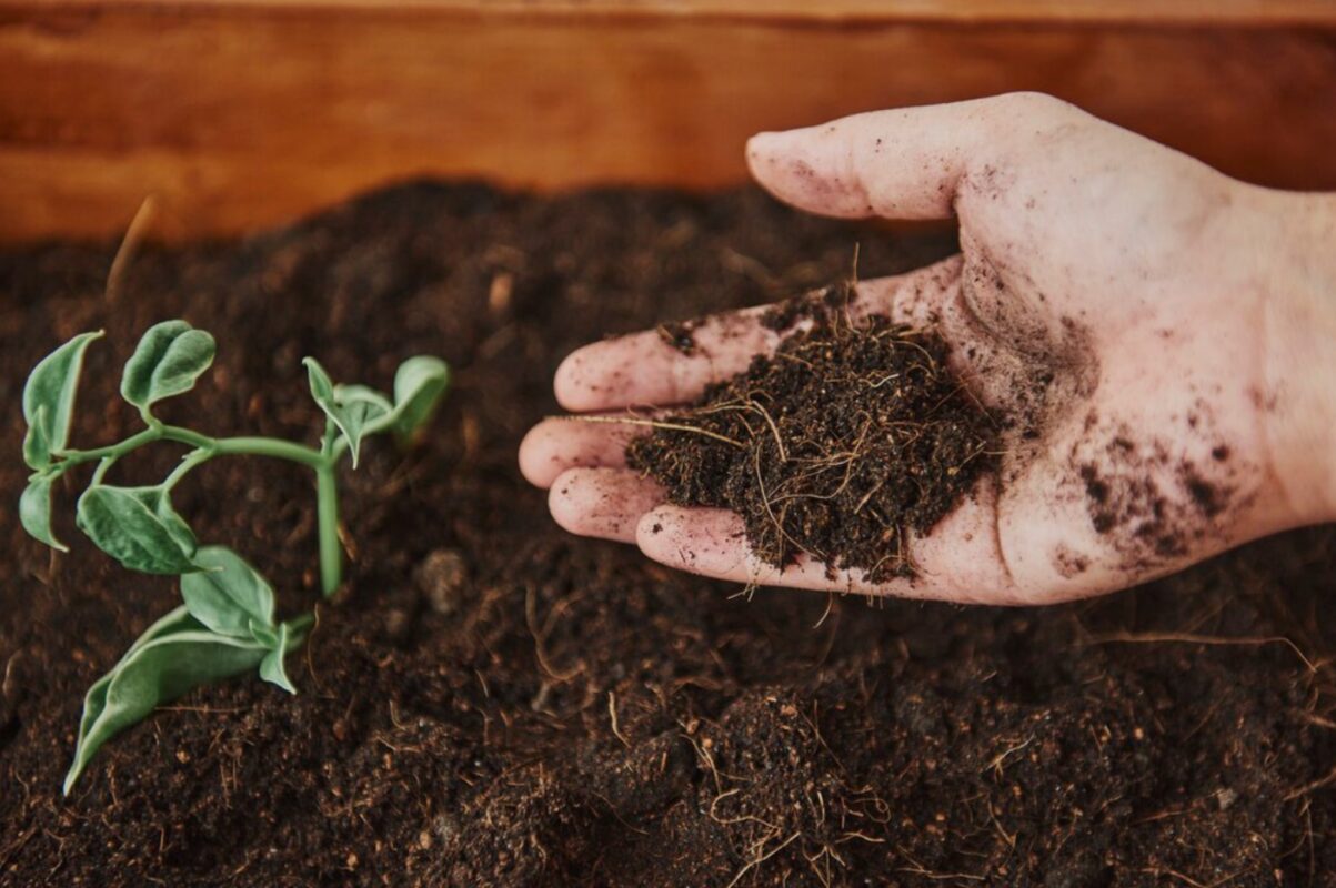 Городники розповіли, які рослини посадити після гірчиці, щоб був великий врожай