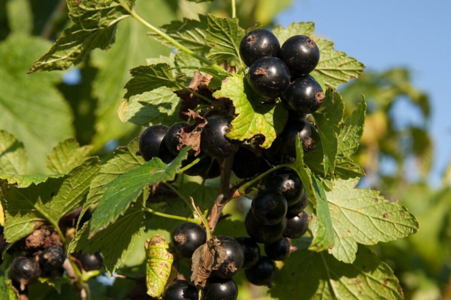 Садівники розсекретили найкраще добриво для смородини восени 2025