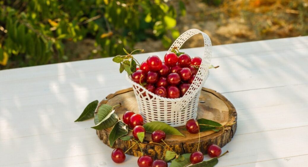 Обробіть черешню після цвітіння цим, і забудете про хвороби та шкідників у 2025-му 