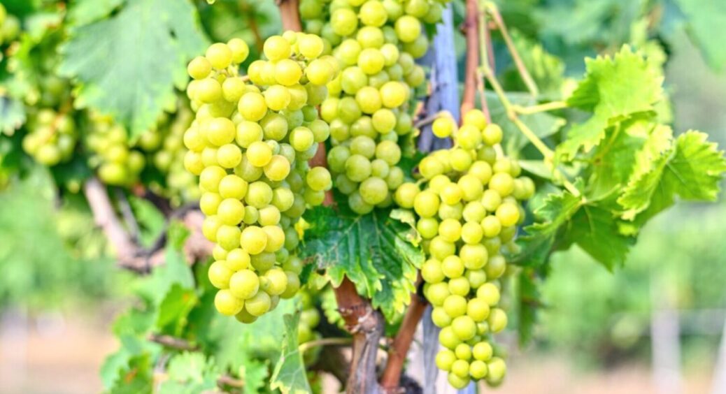 Краще не треба, бо буде біда: рослини, які не товаришують з виноградом – залишитесь без врожаю 