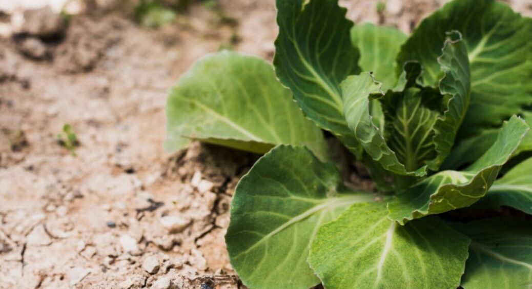 3 дії і ви отримаєте ВАУ врожай: в чому секрет міцної та здорової розсади капусти 