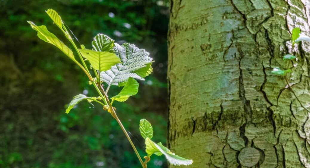 Буде щастя, спокій та добро: ТОП-3 дерева, які повинні рости біля вашого будинку 