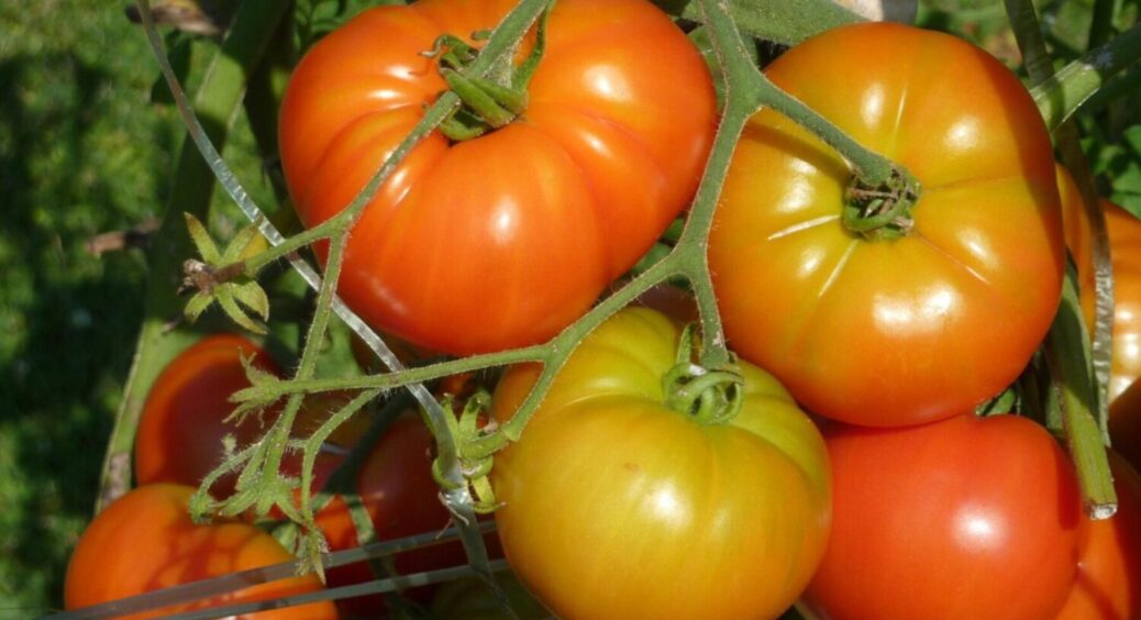 Що використовують професійні агрономи від фітофторозу на помідорах: є в кожного вдома 