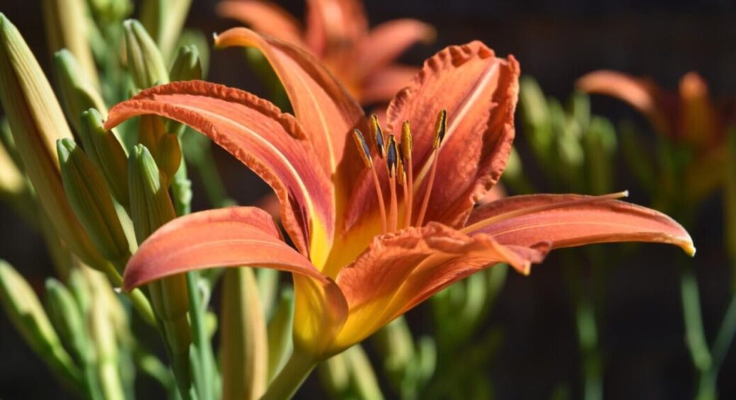 3 секретні прийоми, щоб лілії цвіли пишно та довго: сусіди очей не відведуть від цієї краси 