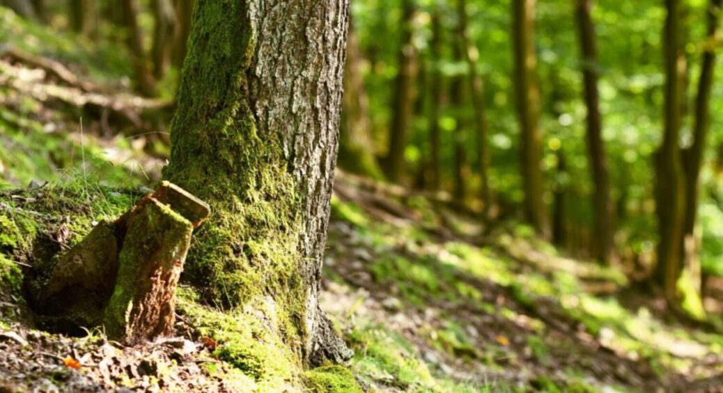 Екосистема не схвалює: які дерева заборонено висаджувати в Україні в 2025 – їх 13 видів 