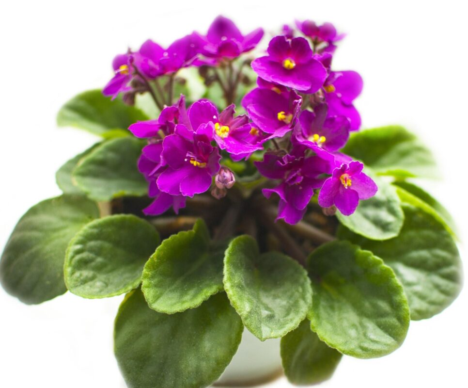 Садівники розповіли, як виростити фіалку з одного листочка