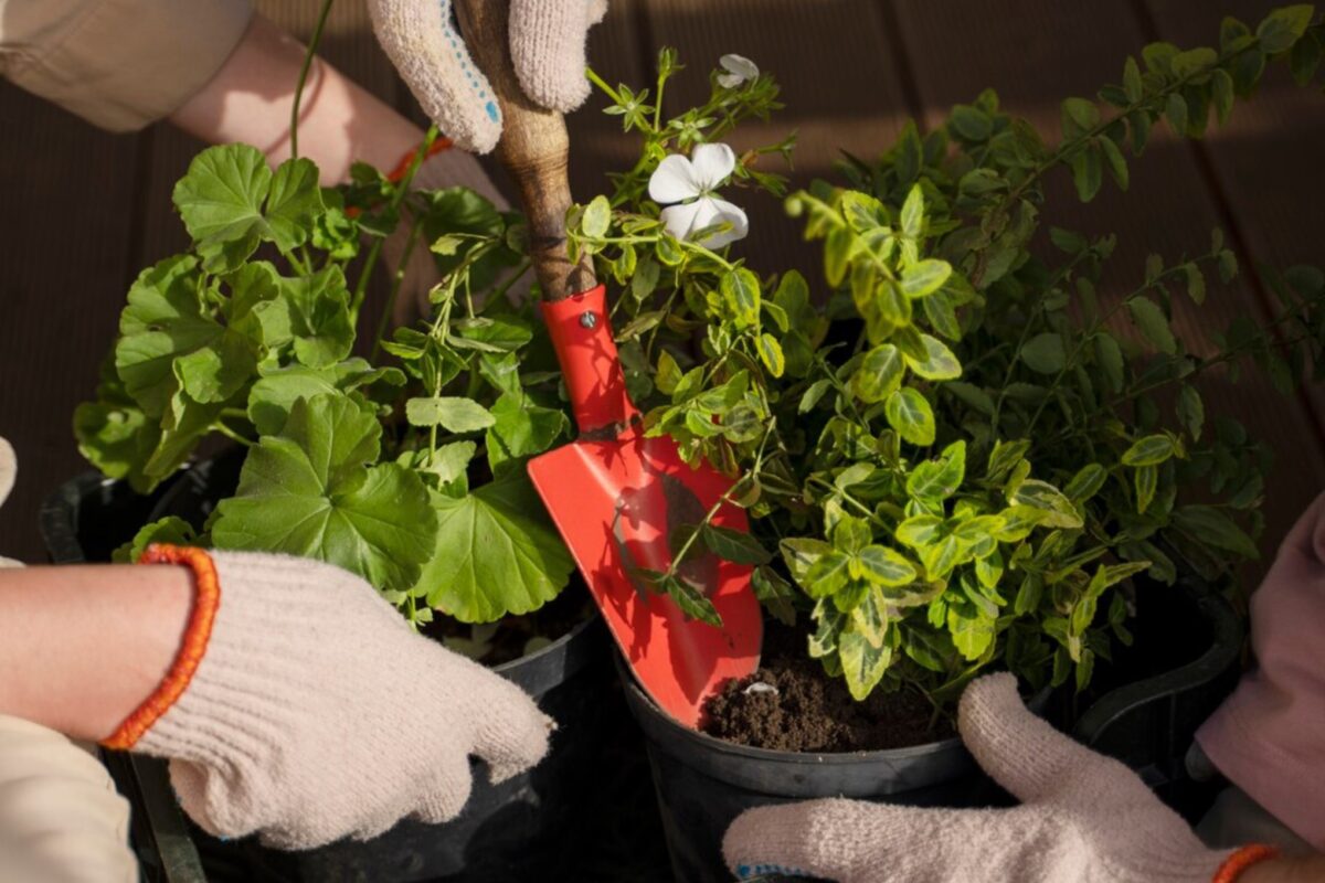 Городники розповіли, чому саджанці та розсада гинуть