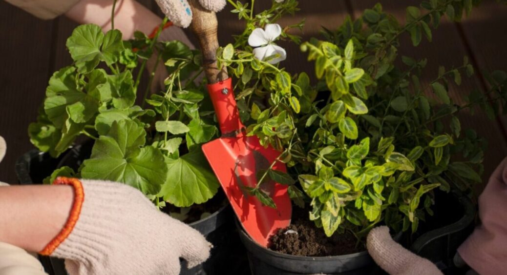 Усе зробили “по книжці”, а саджанці та розсада вперто гинуть: чому так відбувається 