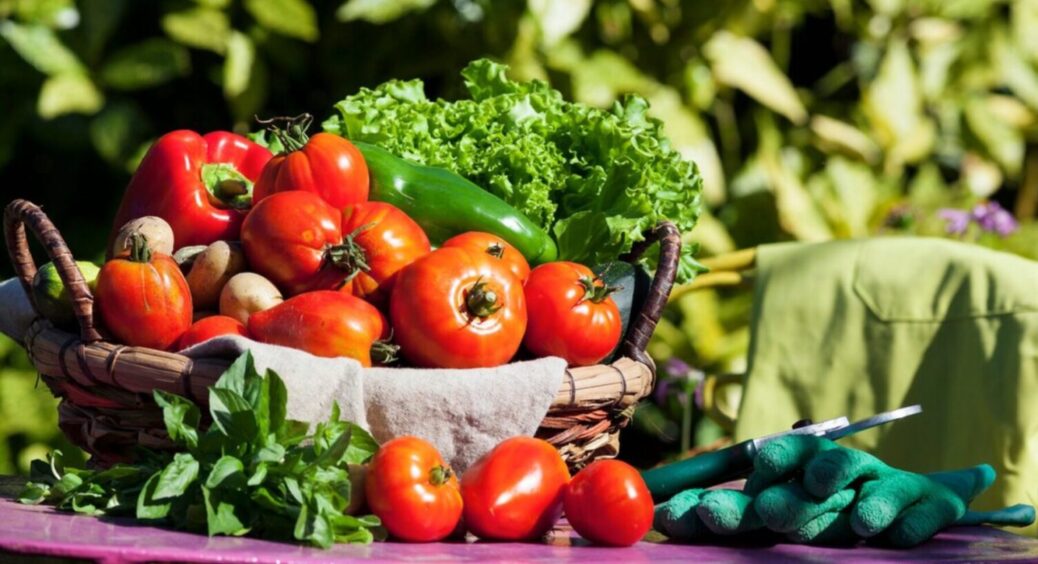 Плодам місця не буде, бо так вродить: 8 дій і врожайний город у вас в кишені – що робити 