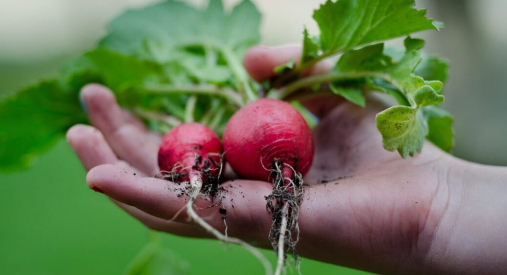 Редиска за редискою, відро за відром: чим поливати редиску – пряма гарантія МЕГА врожаю 