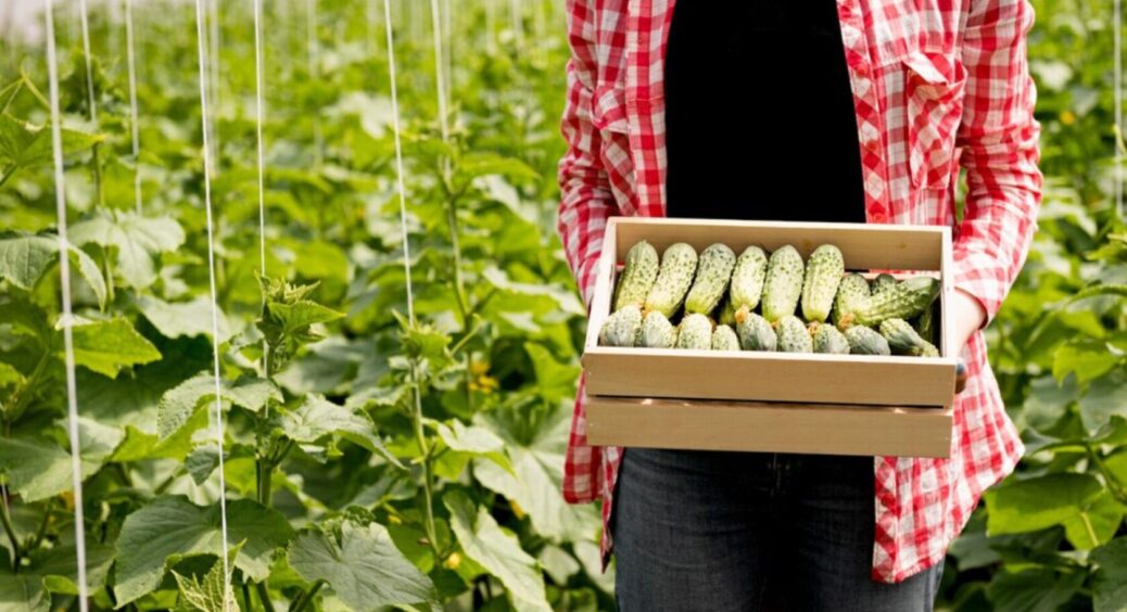 1 продукт і 3 столові ложки : додайте ЦЕ до лунки огірків і розсада почне рости прямо на очах 