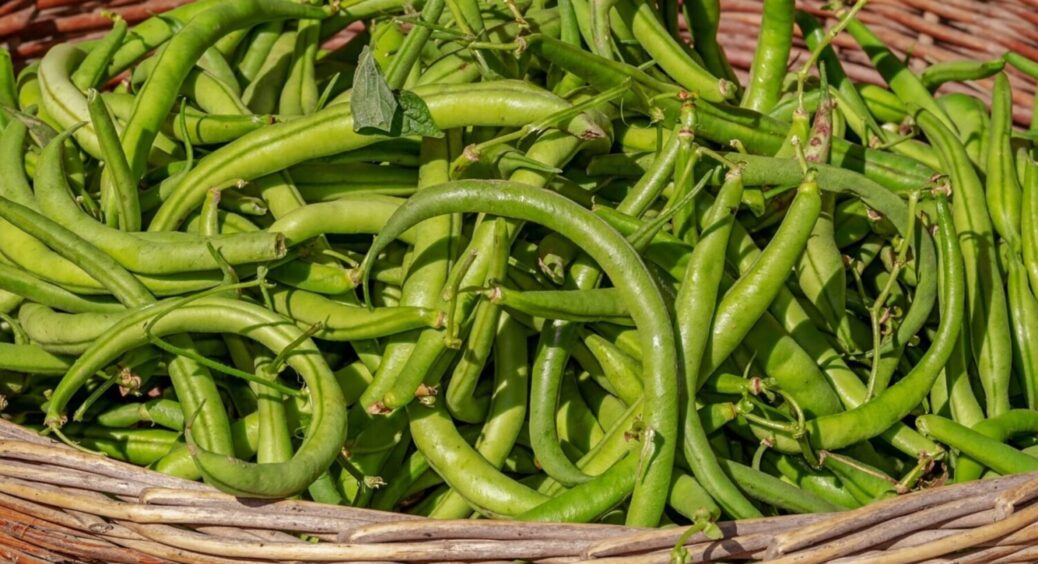 Тільки посадили, а вже збирати треба: ТОП-3 сорти квасолі, які мають бути на кожному городі 
