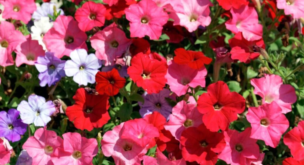 Краще їх, ніж петунію: ці 2 рослини зроблять ваш сад живою картинкою з Pinterest 