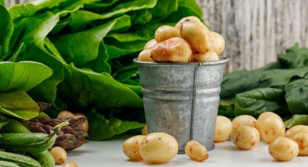 Краще не садіть – врожаю НЕ буде: 2 сорти картоплі, які залишать вас з пустими руками 