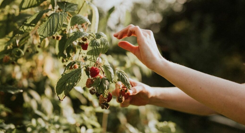 Буде солодкою й великою: коли і чим підживити малину в 2025 – врожай побʼє всі рекорди 