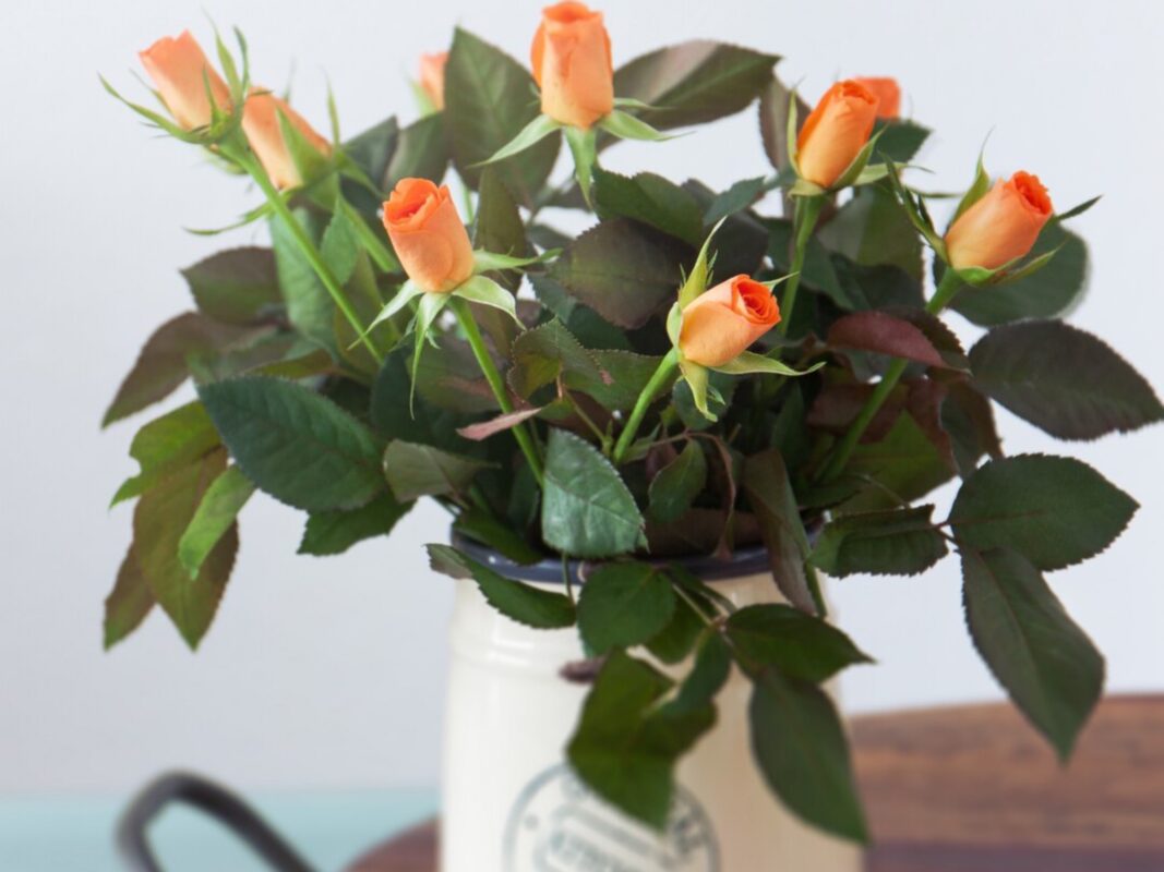 Квітникарі розповіли, що слід додати до води, щоб квіти в горщику розпустилися