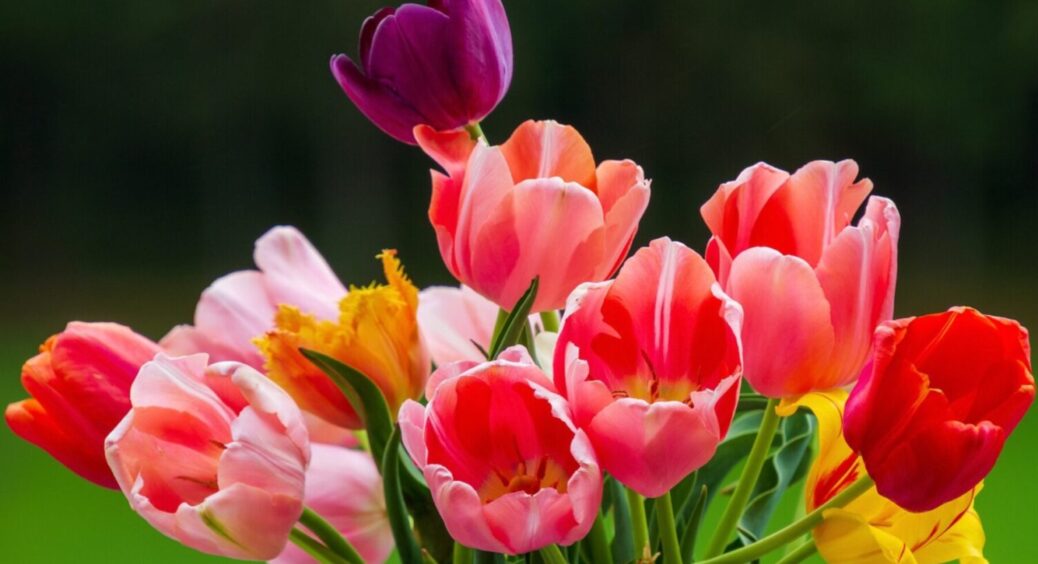 Цвісти будуть аж 2 місяці, і око радітиме красі: 5 лайфхаків з вирощування тюльпанів 