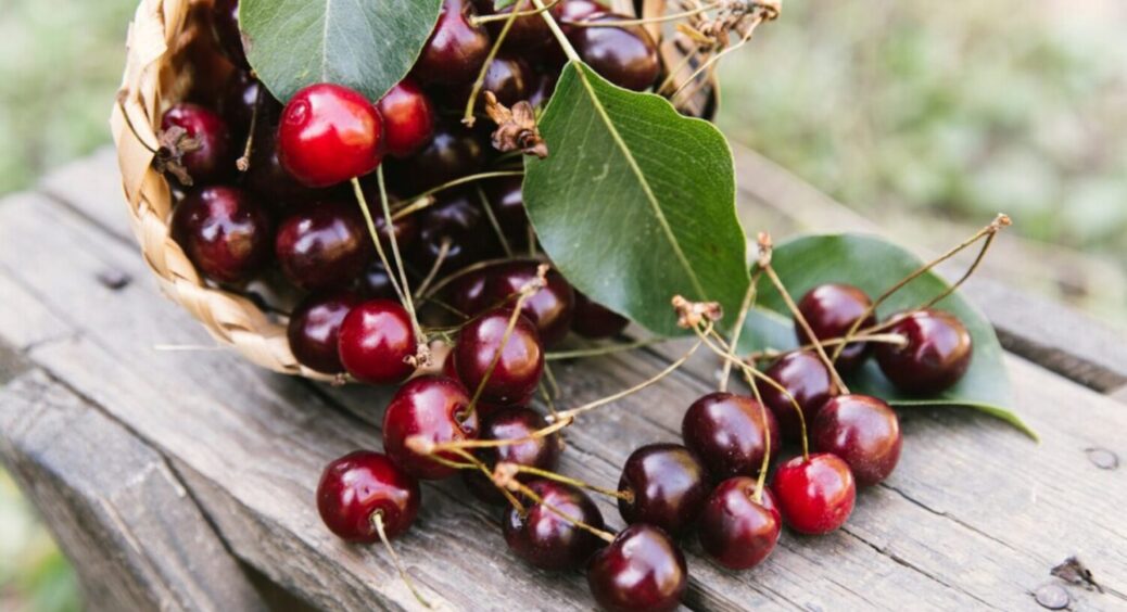 Роками заливаєте сад хімією? Найкращі добрива для вишні – бур’яни біля паркану 