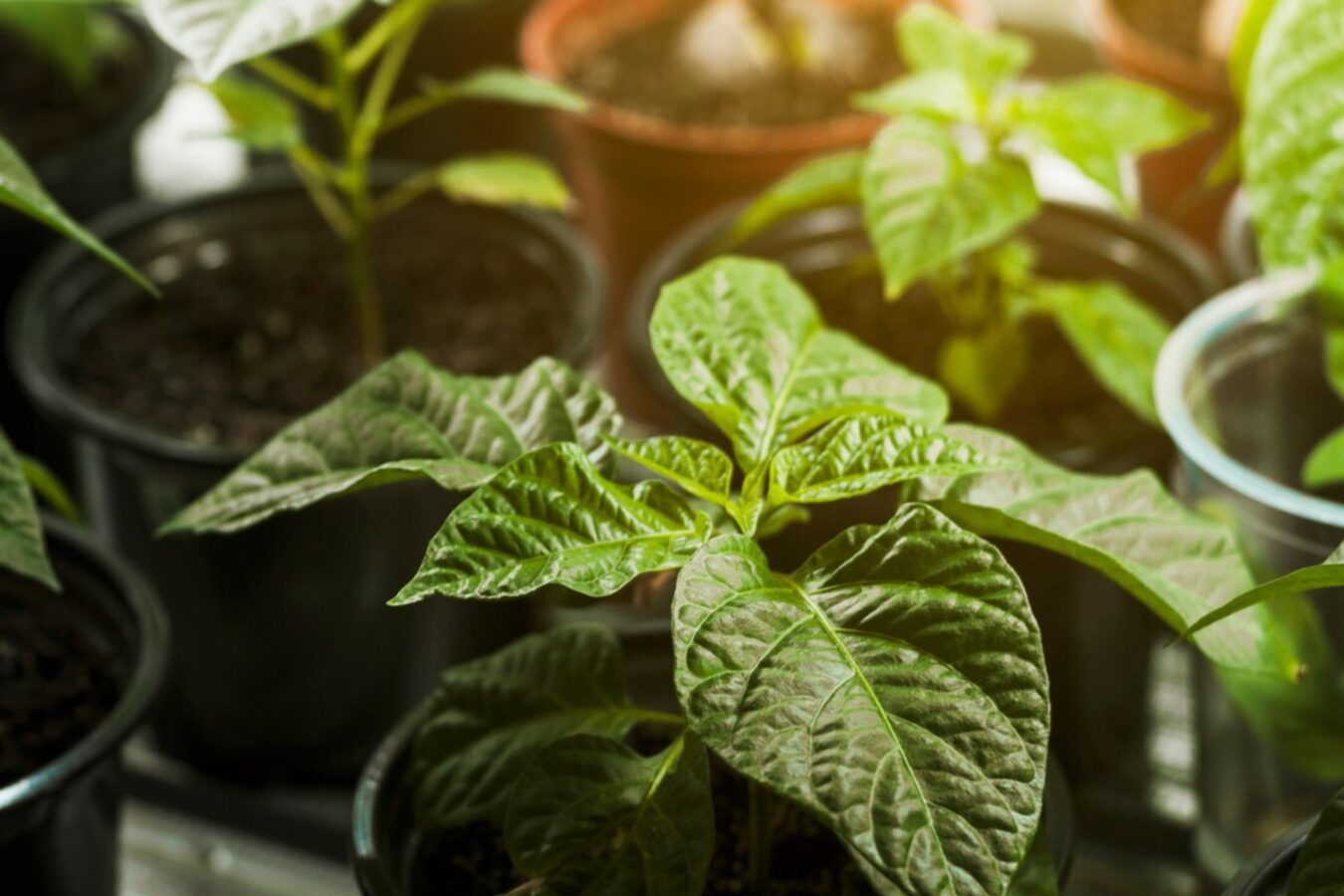 Дачники розповіли, у який день не варто сіяти насіння на розсаду