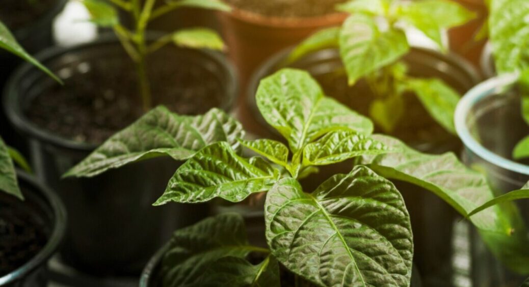 Заборонений день для посадки будь-якої розсади: коли та чому не можна сіяти насіння у 2025 році 