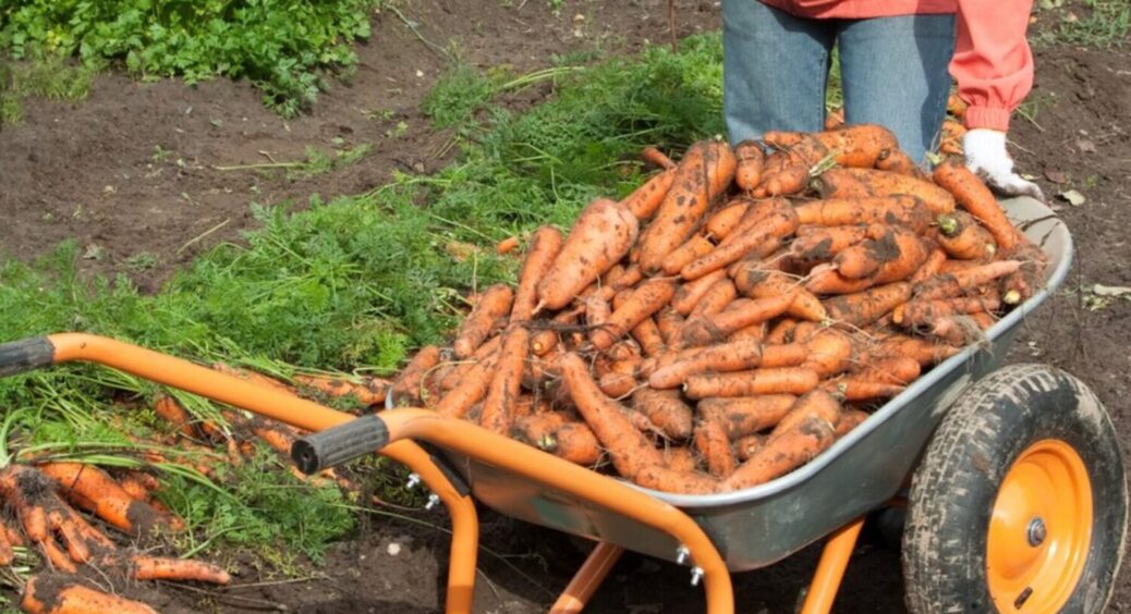 Чим поливати моркву, щоб вона виросла солодкою, як цукерка? Буде великою і соковитою 