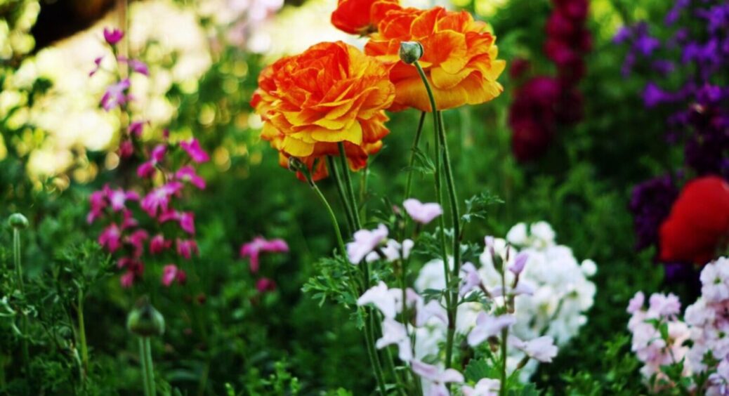 Встигніть посадити ці 5 квітів на розсаду з 1 по 5 березня: залишилося 2 дні, щоб підготуватися 