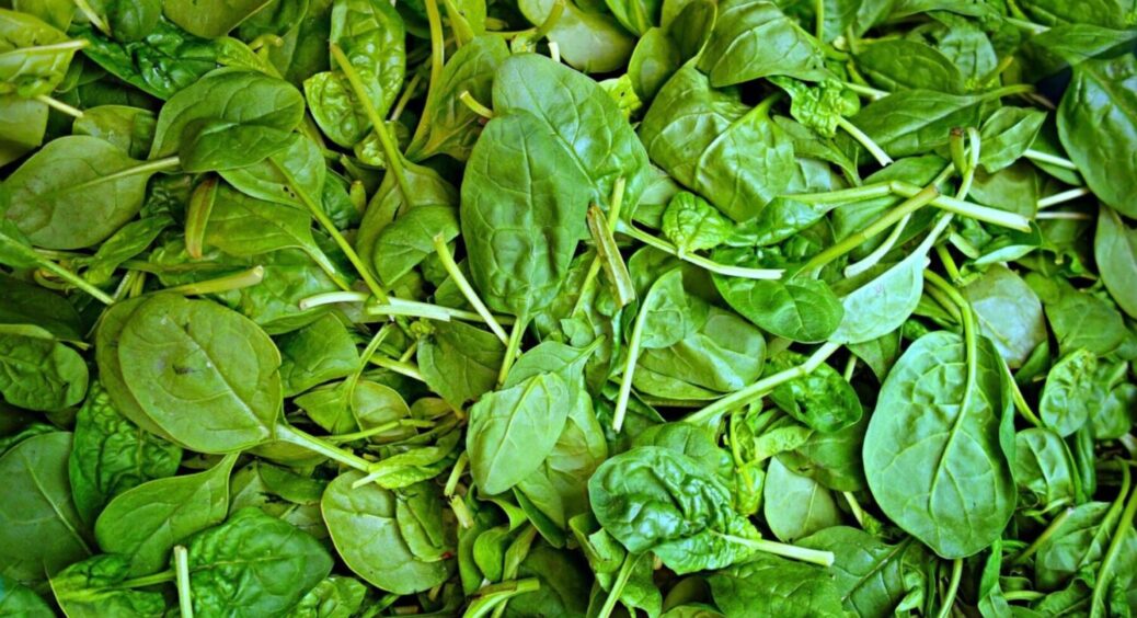 Шпинат не буде більше давати крихітне листя: не пародія, а мʼясисті як на ринку завдяки цьому 