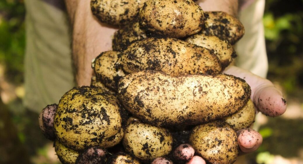 1 інгредієнт до лунки – запорука врожаю: чим підживити картоплю в 2025-му? Агрономи кажуть 