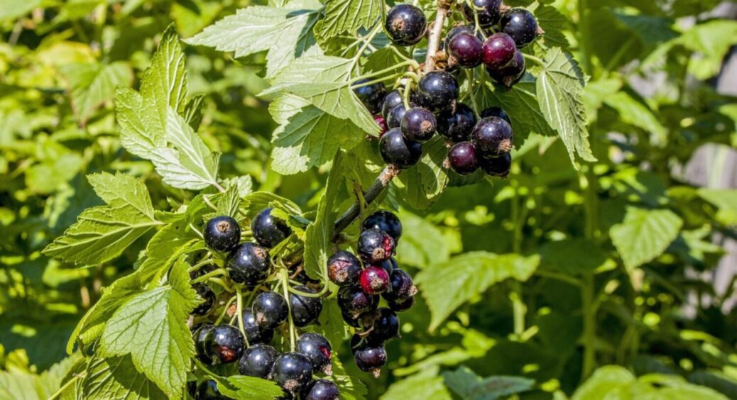 Чорна та червона смородина даватимуть урожай аж 30 років: простий трюк від агрономів 
