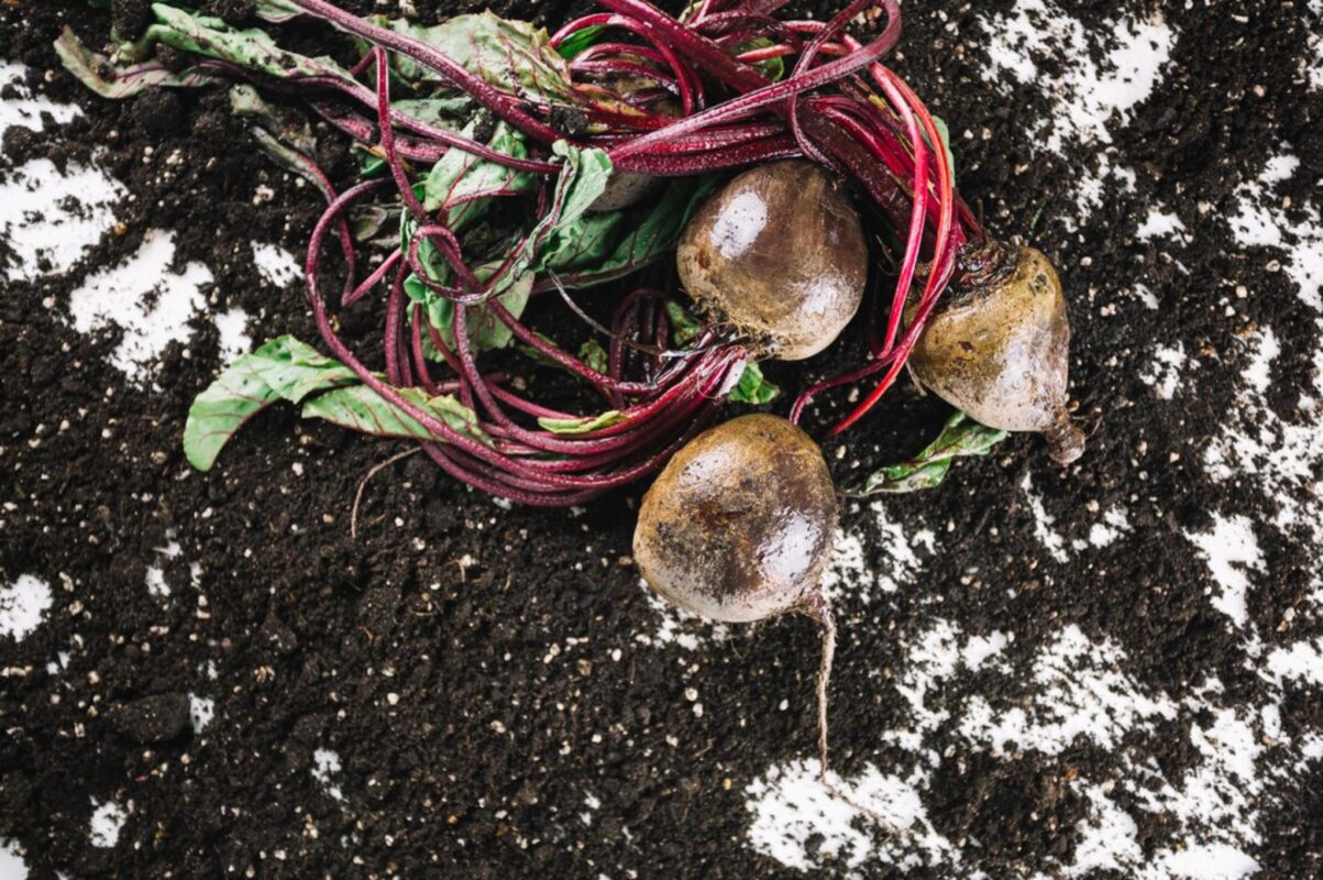 Городники розповіли, як врятувати рослини, які зимують