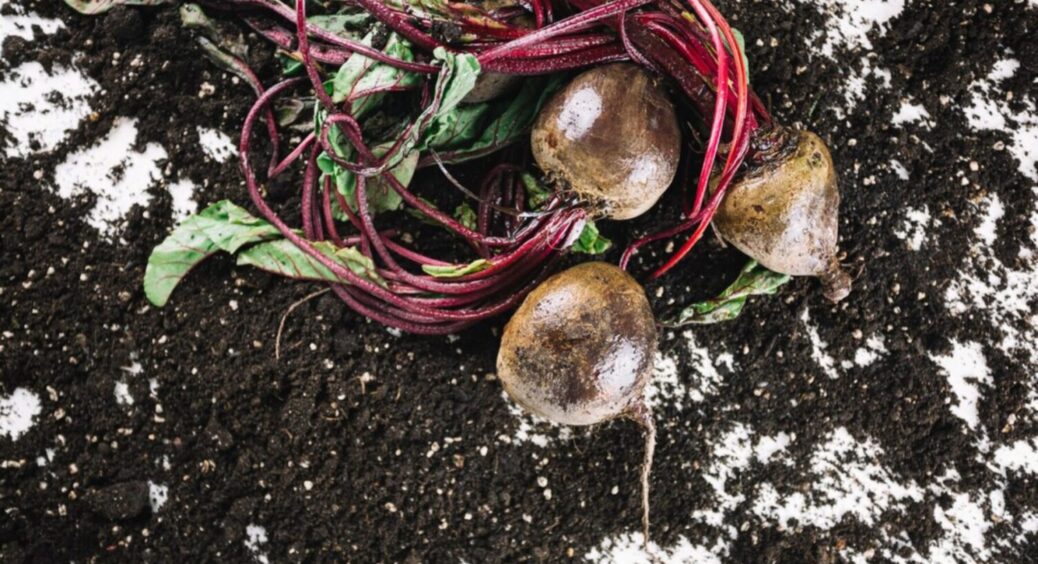 Зима морозна, але без снігу: як врятувати врожай від підступних морозів – 5 порад 