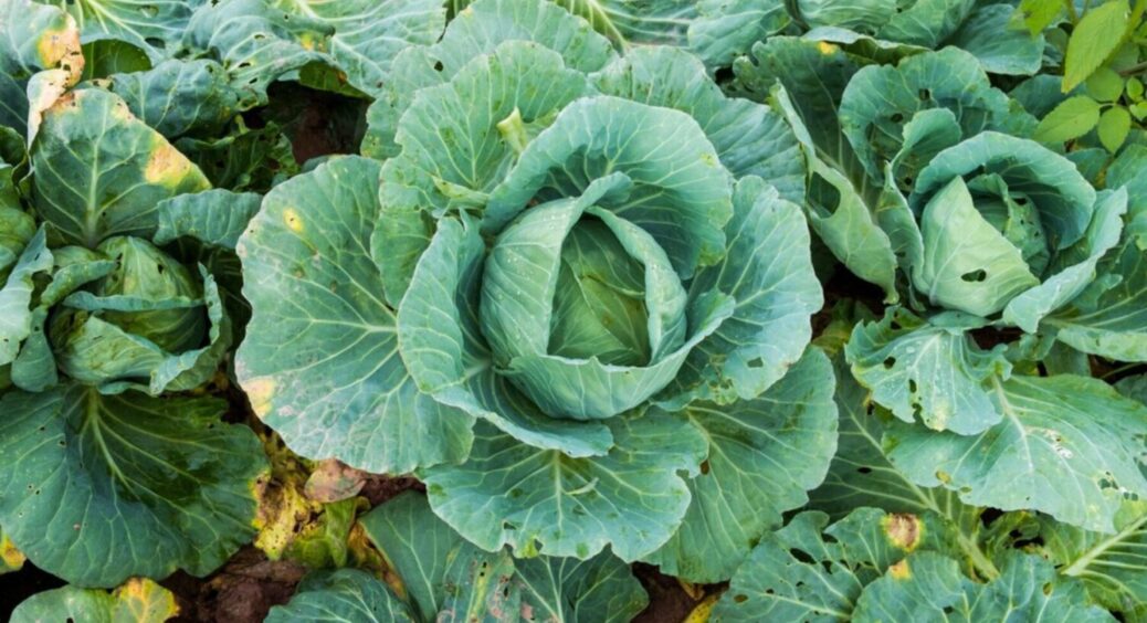 Не компост і не зола: ось чим на Тернопільщині поливають капусту для великого врожаю-2025 