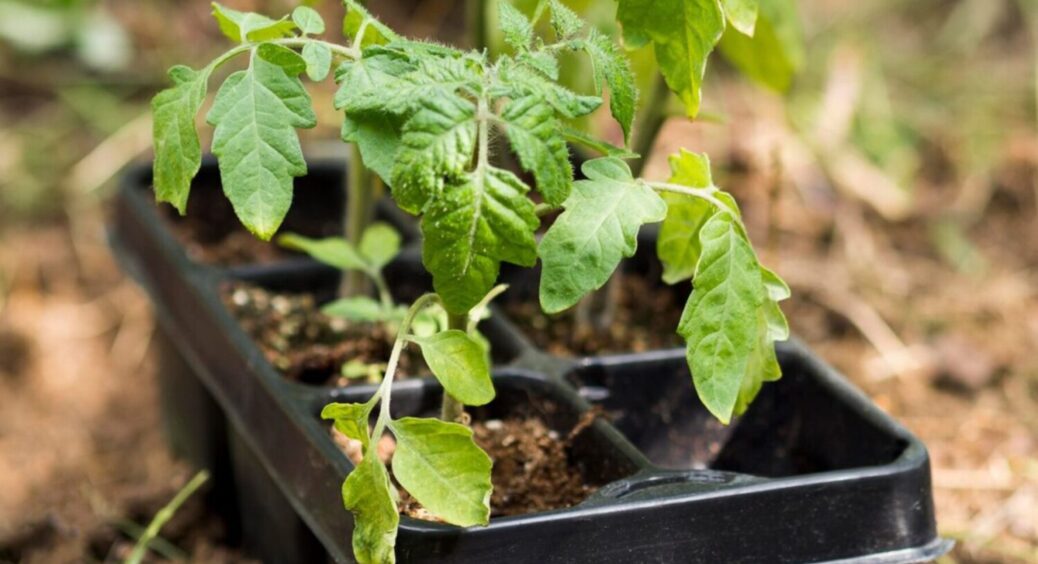 “Перекладач” з мови томатів на українську: про що говорить витягування розсади і що робити 
